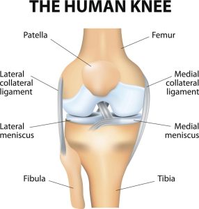 acl-anatomy-of-human-knee-286x300