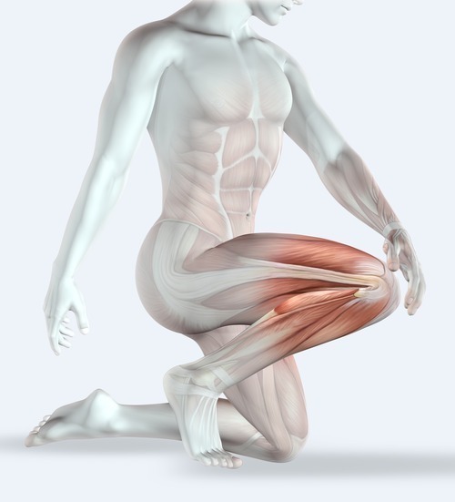 What Muscles are Cut During Total Knee Replacement?